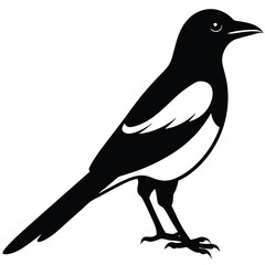 Fototapeta premium Magpie bird single vector shilhouette 