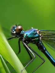 Libelle