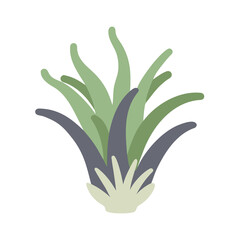 aloe vera plant isolated on white