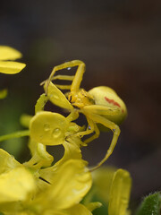 Krabbenspinne