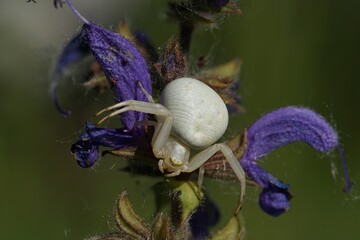 Krabbenspinne