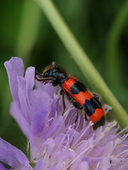 Käfer