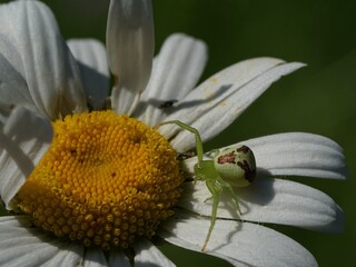 Krabbenspinne
