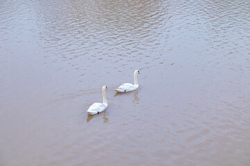 Swans are at Tam Bac River, Hai Phong city, Vietnam 