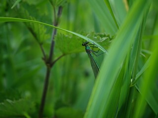 Libelle