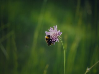 Hummel auf Blume