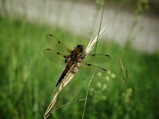 Libelle