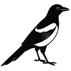 Fototapeta premium Magpie bird single vector shilhouette 