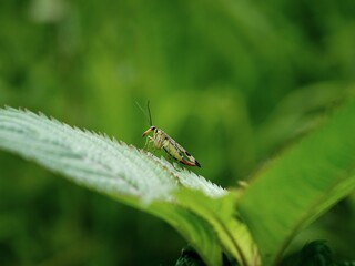 Skorpionsfliege
