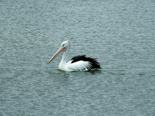 Australian Pelican Leisurely Swimming