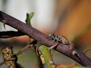 Springspinne
