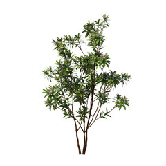 Daphne odora Marginata Shrub with Pink Flowers Isolated on Transparent Background for Landscape Design