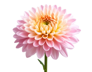 Blooming Chrysanthemum Flower with Curved Stem in Side Profile View, isolated on a transparent background .