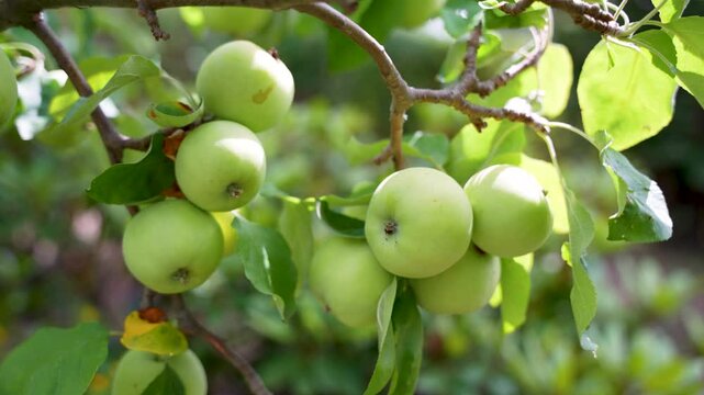 Several green apples ripen in groups on a branch. Sunlight filters through the leaves, creating a vibrant natural atmosphere.