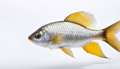 freshwater fish swimming gracefully with vibrant silver scales and bright yellow fins showcasing natural aquatic beauty white background