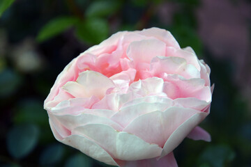 Pink rose in the garden