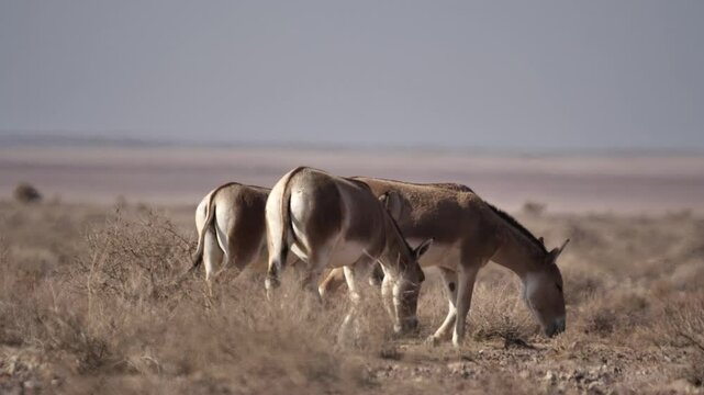 A group of Persian onagers grazing calmly in the dry desert plains of Iran. This rare wildlife footage captures the beauty and resilience of these endangered wild asses, highlighting Iran&rsquo;s nature