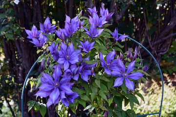 Blue flowers in the garden