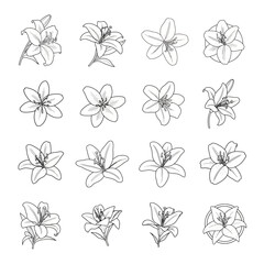 Black and white line art illustration of various lily flower designs.