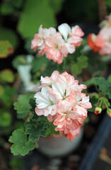 Macro image of a miniature Geranium Alice plant, Kent England
