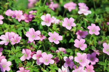 Macro image of a patch of Endres's Cranesbill plants, Kent England
