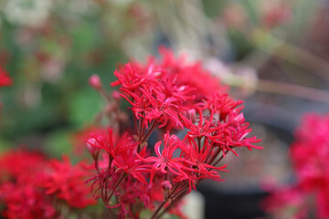 Macro image of red Zonal Geranium blooms, Kent England
