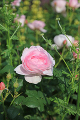 Sunlit pink Rose, Kent England
