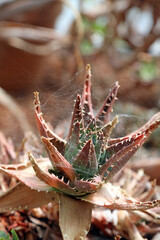 Small Aloe plant covered in cobwebs, Kent England
