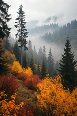 Misty autumn forest landscape with colorful trees