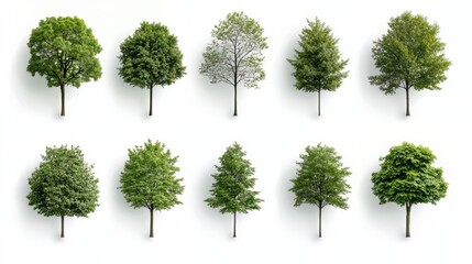 Collection of trees in various sizes and shapes. The trees are all green and are arranged in a row