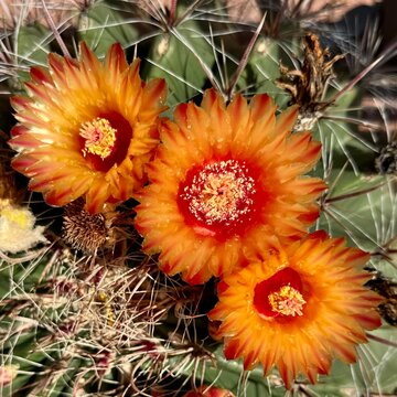 Barrel Cactus Flowers