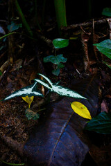 small plant in the forest