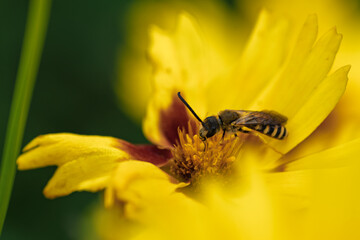 A Bee Busy Pollinating a Vibrant Yellow Flower Found in Natures Beautiful Landscape, Coreopsis,...