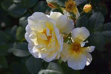 White and yellow flowers