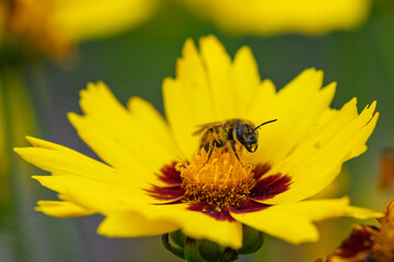 A Bee Busy Pollinating a Vibrant Yellow Flower Found in Natures Beautiful Landscape, Coreopsis, Asteraceae
