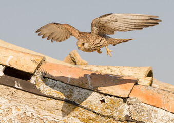 Female Lesser Kestrel in Flight over Farmhouse