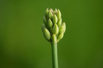 Flower buds on a stalk