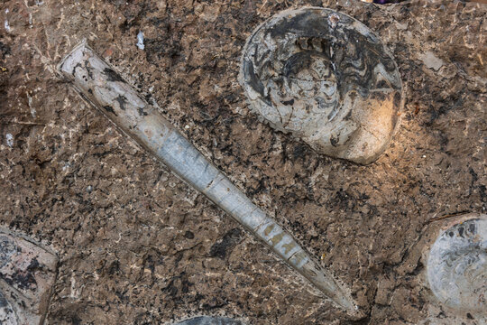 Detalle de f&oacute;siles marinos del periodo cret&aacute;cico incrustados en la roca