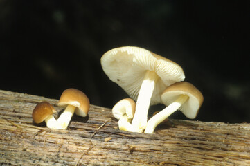 Yellow-stemmed Gymnopus Mushroom