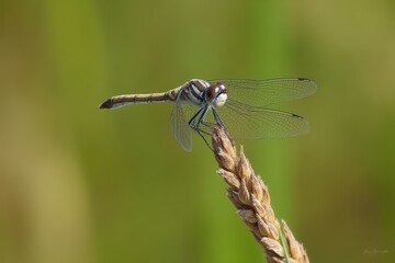 White-legged damselfly (Platycnemis pennipes), male, heath fritillary (Mellicta athalia),Austria
