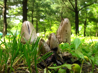 Young Coprinopsis cinerea