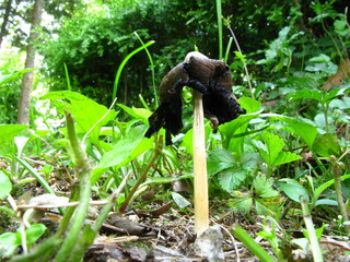 Deliquescing Coprinopsis cinerea