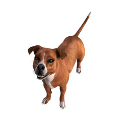 A brown American Pit Bull Terrier dog, seen from above, looking happily into the camera. 3D illustration on transparent background. 