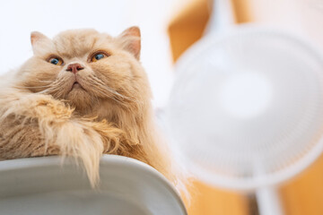 A yellow British long-haired cat is blowing an electric fan in the bedroom on a hot summer day