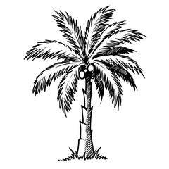 Fototapeta premium Tropical Paradise: A beautifully sketched palm tree stands tall, its fronds and trunk meticulously depicted.