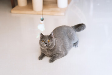 Gray British shorthair blue pet cat curiously playing with cat toy
