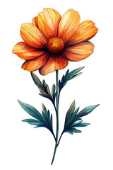 Orange Wildflower With Green Stems