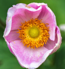 A Truly Stunning and Incredibly Beautiful Pink Flower with a Vibrant and Radiant Yellow Center