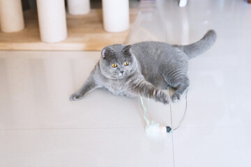 Gray British shorthair blue pet cat curiously playing with cat toy