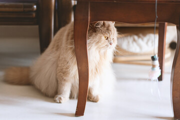 Orange British longhair pet cat staring at cat toy